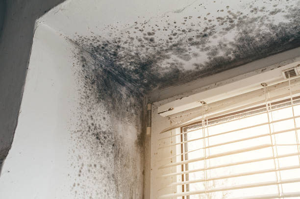Affordable Mold Inspection And Testing solutions in Olney, IL